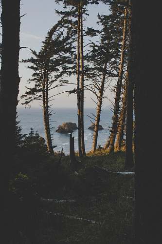 cannon beach trees near ocean during day time tree